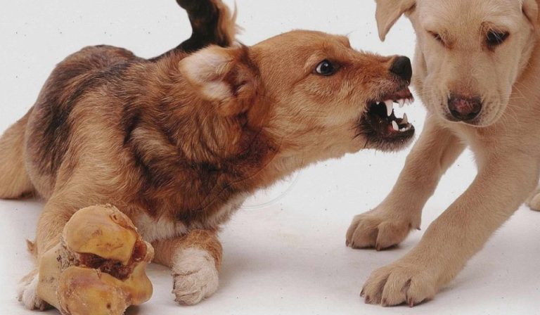 Cómo puedo proteger y cuidar el tesoro que tengo entre las patas 30 Cómo puedo proteger y cuidar el tesoro que tengo entre las patas