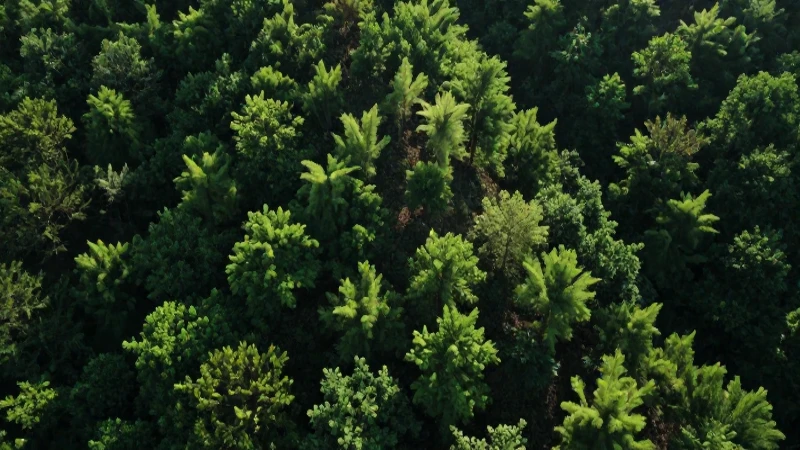 Peñoles y Fresnillo plc implementan reforestación en minas 7 Colina verde exuberante con sombra dramática