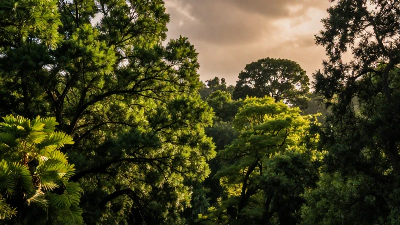 Rancho El Cielo: Primer reporte de conservación de First Majestic 4 Árboles exuberantes en paisaje cinematográfico y vibrante